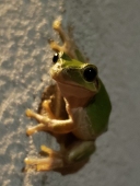 ちび