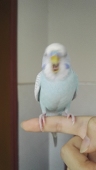 zao