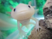 ウパ
