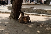 ユダヤの熊
