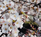 花凛