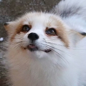(▀Ĺ̯ ▀-͠ )
