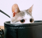 斑