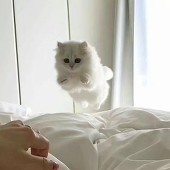 猫猫归大树