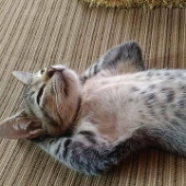 不知花火