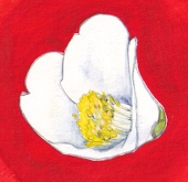 椿リト