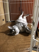 あんこ