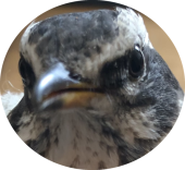 吾輩は鳥（暫し休止）