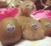 kiwi