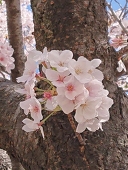 sakura