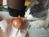 熊猫