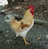 時川ミラ