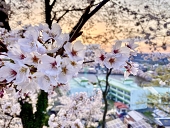 白雪