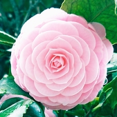 春子