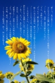 わっふる