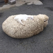 古河兆