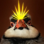 TeraNymphicus