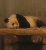 らいかR