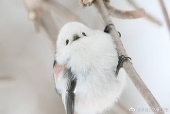 花米露莉