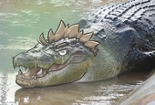 わじろぎ