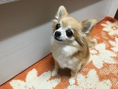 aya