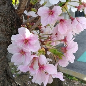 攸