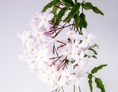 茉莉花