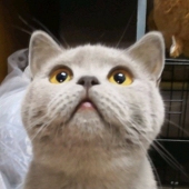 豆丁
