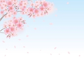 葉桜