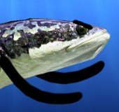 Snekuhedo Hanta