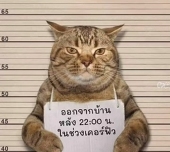 汪达锤
