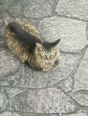 みかんタロウ