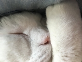 あきら