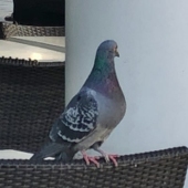 カトリーヌ鯨郎