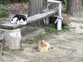 みずき