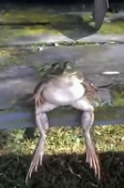 pustyye