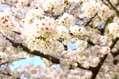 さくら さく