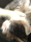 ぱぴ
