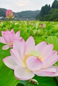 伊藤ヒロム