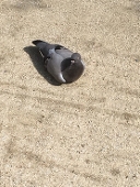 二階堂かなこ