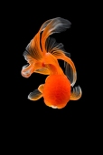 Goldfish