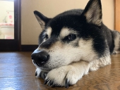 正宗