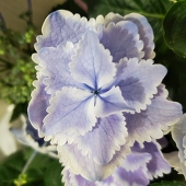 蒼空