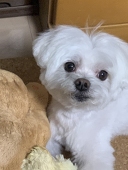 杏樹