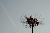 natume melodies
