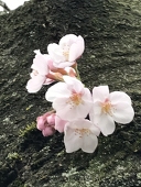 本好き本の虫