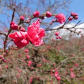 鶉