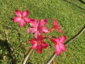 小涼