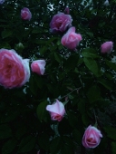 まご