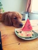 haru